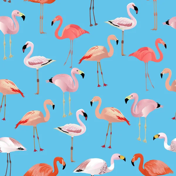 Набор мультфильмов о видах фламинго. Коллекция векторных птиц — стоковый вектор