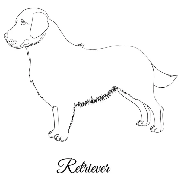 Golden retriever dog outline vector — Stock Vector