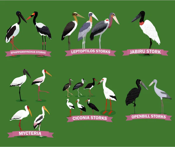 Eine Reihe von Storchenfamilien. Zeichentricksammlung für Vögel — Stockvektor