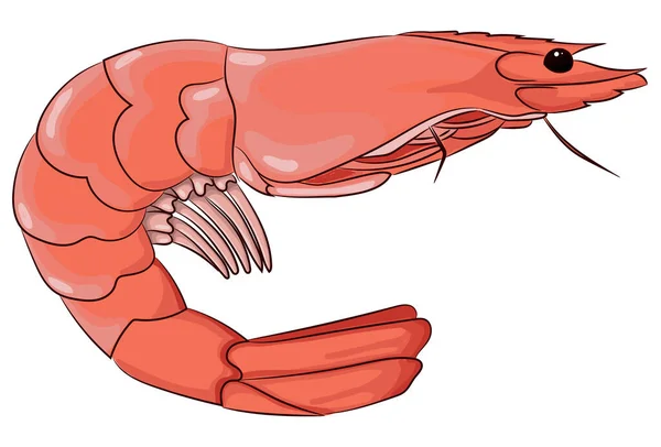 Růžové krevety ruční kreslení izolované — Stockový vektor