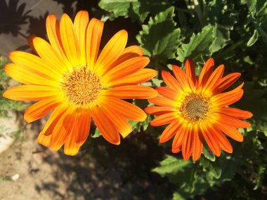 Doğa bahar çiçekleri