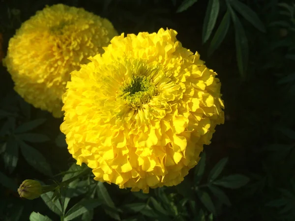 Natur Frühlingsblumen — Stockfoto