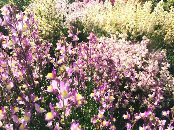 Природа Весняні квіти — стокове фото