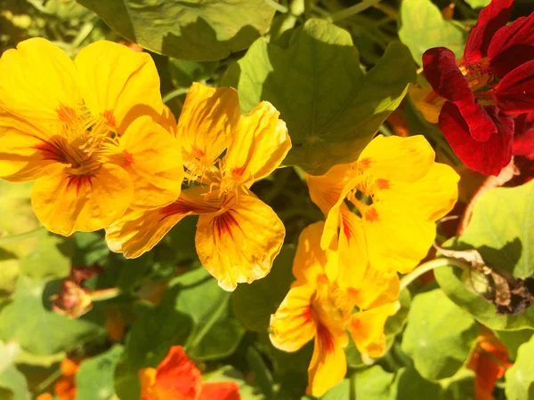 Natureza Flores de primavera — Fotografia de Stock