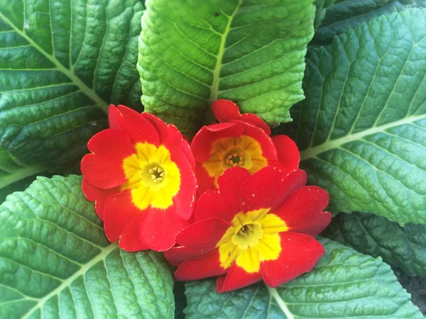 Naturaleza Flores de primavera —  Fotos de Stock