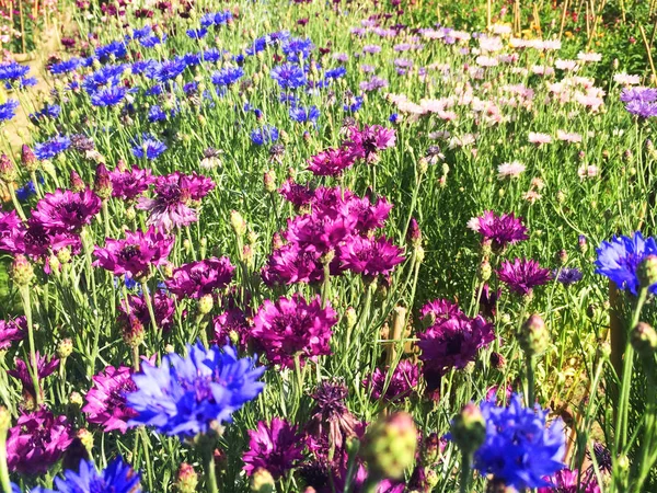 자연의 봄 꽃 — 스톡 사진