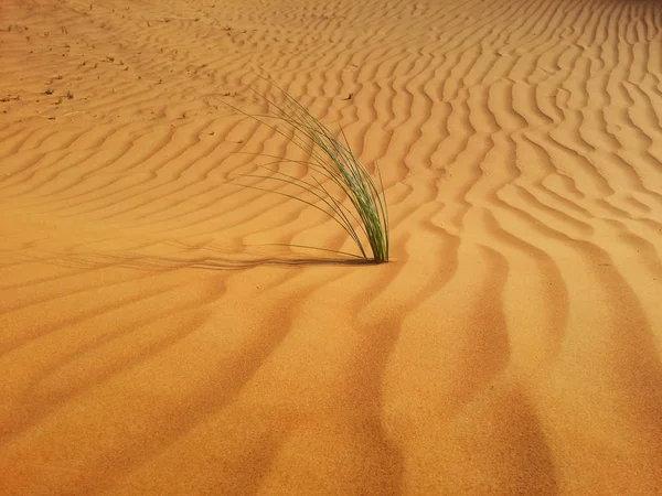 Sand der Wüste — Stockfoto