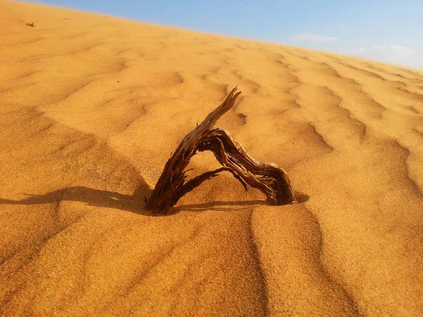 Sables du désert — Photo