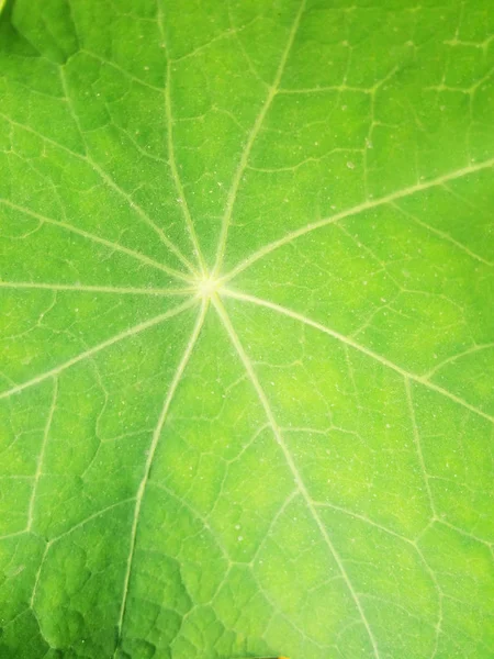 Groene natuur bladeren — Stockfoto