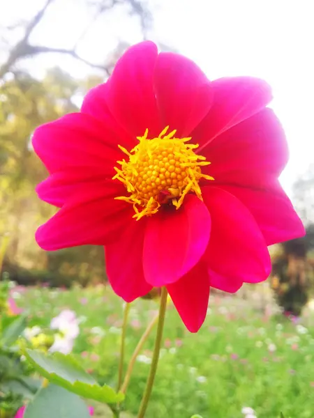 カラフルな自然の花 — ストック写真