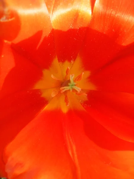다채로운 자연 꽃 — 스톡 사진
