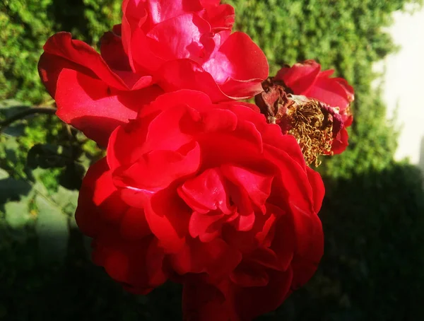 Belles Fleurs Roses Colorées — Photo