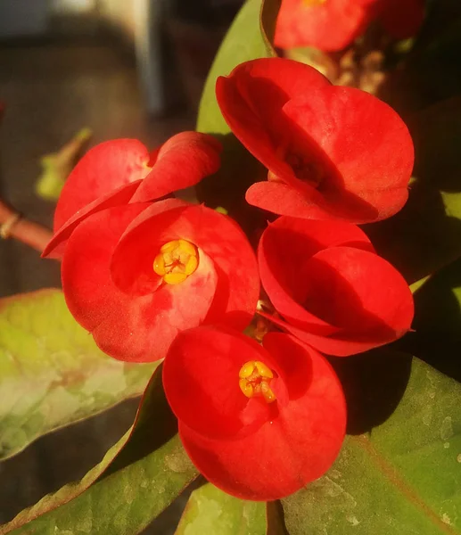 Hermosas Rosas Coloridas Flores — Foto de Stock