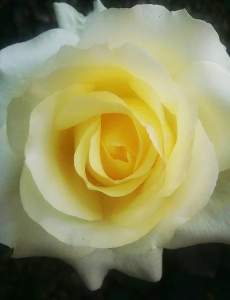 Красивые Цветущие Розы — стоковое фото