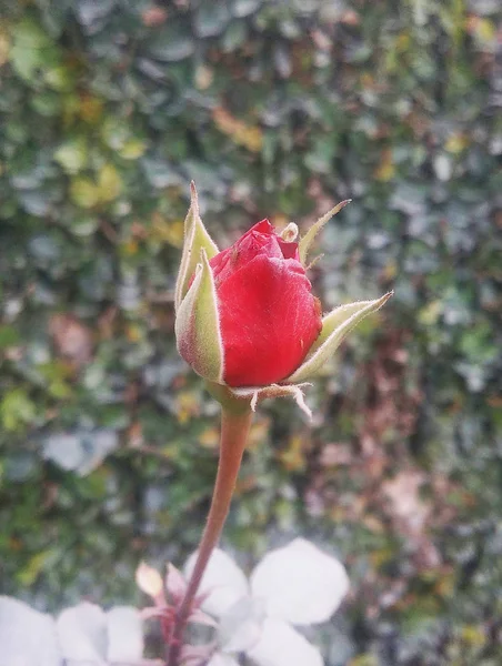 Krásné Barevné Růže Květiny — Stock fotografie