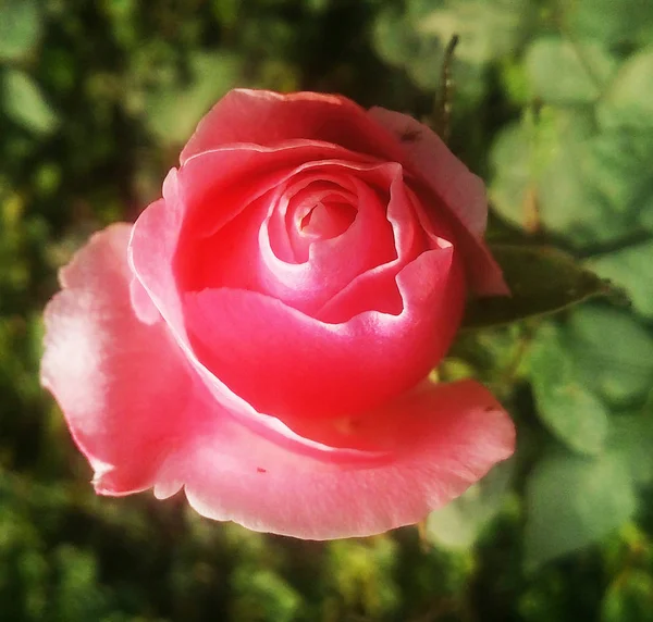 Mooie Kleurrijke Rozen Bloemen — Stockfoto