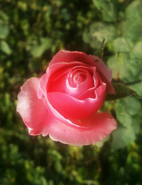Krásné Barevné Růže Květiny — Stock fotografie
