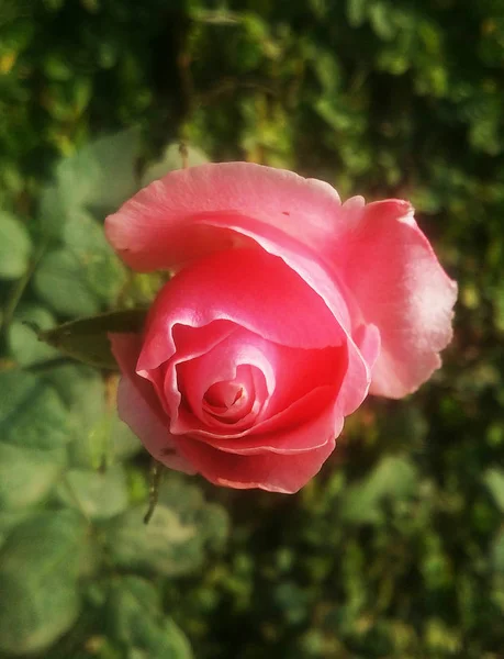 Красиві Барвисті Троянди Квіти — стокове фото
