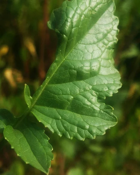 Vert Nature Laisse Détails — Photo