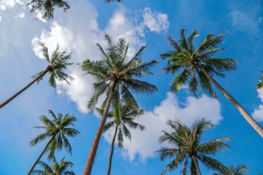 Hindistan cevizi ağacı ve mavi gökyüzü. Tayland 'ın Trat Eyaleti, Koh Chang Adası' ndaki tatil köyünde.