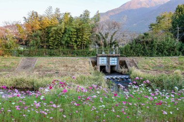 Yufuin, Oita, Japonya 'da çiçekli manzara