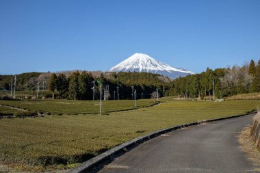 Fuji Mountian manzaralı çay ağaçları Fujinomiya, Shizuoka 'da. Shizuoka dünyanın en iyi çaylarından biridir..