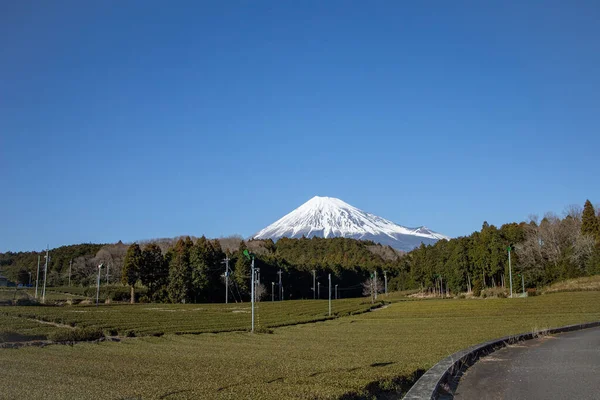 Teebäume Mit Blick Auf Den Fuji Berg Fujinomiya Shizuoka Shizuoka — Stockfoto