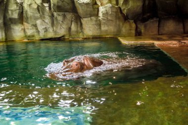 Su aygırı ya da su aygırı Japonya 'daki Hokkaido hayvanat bahçesindeki su üstünde gözleri olan hayvanat bahçesi kafesinde..