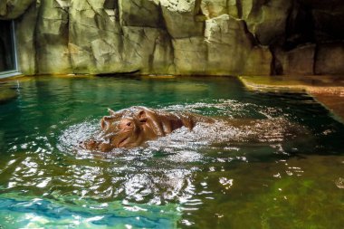 Su aygırı ya da su aygırı Japonya 'daki Hokkaido hayvanat bahçesindeki su üstünde gözleri olan hayvanat bahçesi kafesinde..