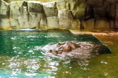 Su aygırı ya da su aygırı Japonya 'daki Hokkaido hayvanat bahçesindeki su üstünde gözleri olan hayvanat bahçesi kafesinde..