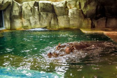 Su aygırı ya da su aygırı Japonya 'daki Hokkaido hayvanat bahçesindeki su üstünde gözleri olan hayvanat bahçesi kafesinde..