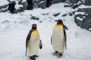 İmparator Penguen kışın Asahiyama hayvanat bahçesinde karla kaplı, Asahikawa, Hokkaido, Japonya