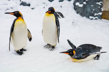 İmparator Penguen kışın Asahiyama hayvanat bahçesinde karla kaplı, Asahikawa, Hokkaido, Japonya