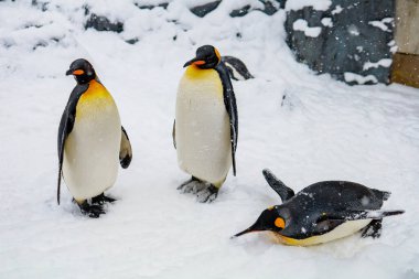 İmparator Penguen kışın Asahiyama hayvanat bahçesinde karla kaplı, Asahikawa, Hokkaido, Japonya