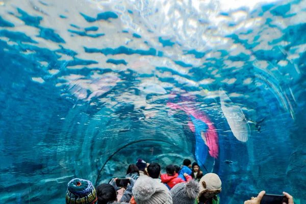 Asahikawa Hokkaido Japão Dezembro 2019 Zoológico Asahiyama Inverno Jardim Zoológico — Fotografia de Stock