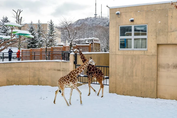 Asahikawa Hokkaido Giappone Dicembre 2019 Zoo Asahiyama Inverno Giardino Zoologico — Foto Stock