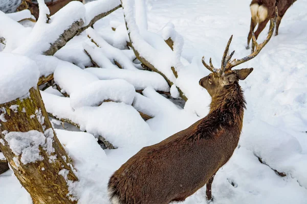 Ciervos Renos Bosque Invernal Zoológico Asahiyama Hokkaido Japón — Foto de Stock