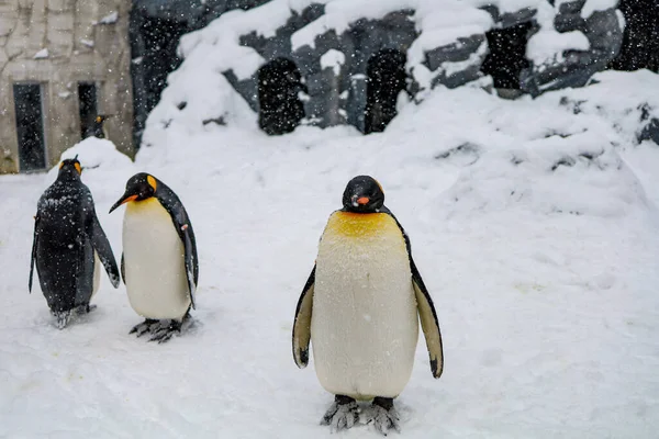 Emperor Penguin Winter Snow Ground Asahiyama Zoo Asahikawa Hokkaido Japan — Stock Photo, Image