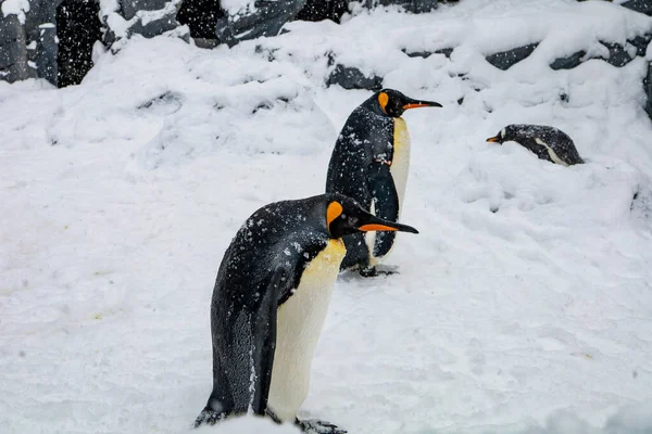 Pingüino Emperador Durante Invierno Con Nieve Zoológico Asahiyama Asahikawa Hokkaido — Foto de Stock