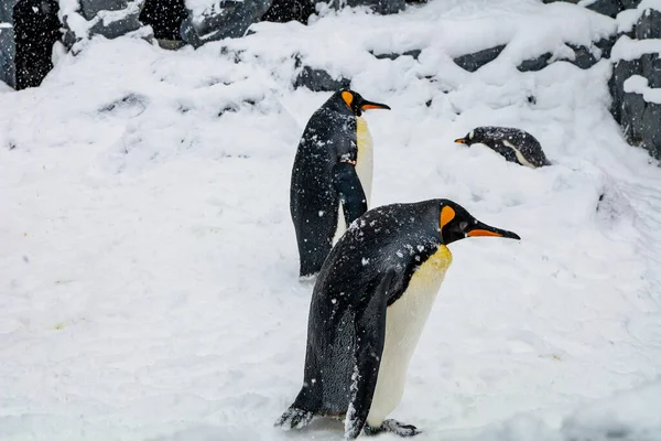 Pingüino Emperador Durante Invierno Con Nieve Zoológico Asahiyama Asahikawa Hokkaido — Foto de Stock
