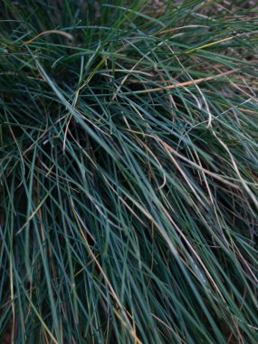 Festuca glauca veya Blue fescue 