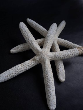 Siyah zemin üzerinde kurumuş deniz yıldızları