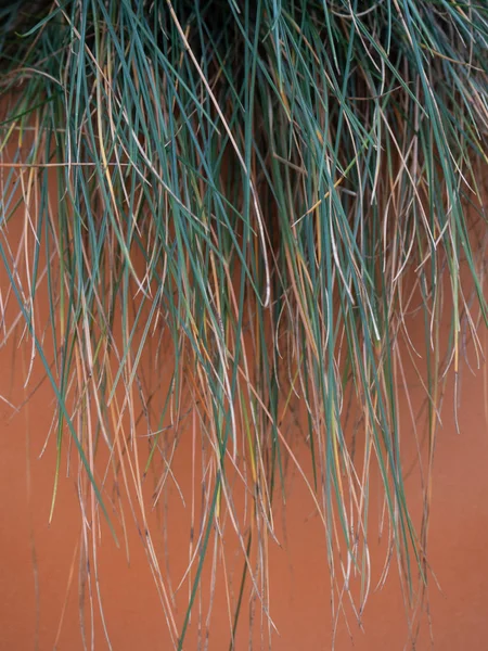 Festuca glauca foliage climbing on an orange concrete planters — Stock Photo, Image