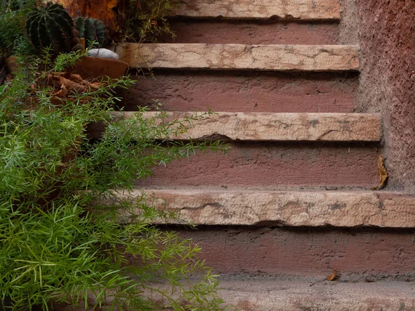 Pembe taş merdiven ve sulu bitkiler. 