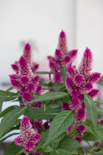 Celosia Argentea — Stok Foto