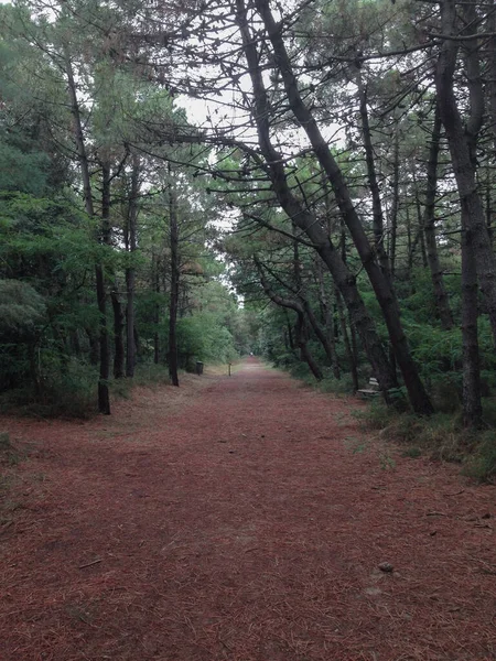 Yol çam iğneleriyle kaplı.