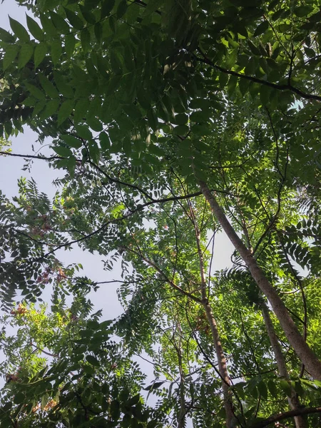 Himmelsbaum Oder Ailanthus Altissima Wald — Stockfoto