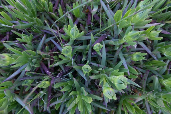 Carpobrotus Pousse Sur Les Dunes Vue Haut — Photo