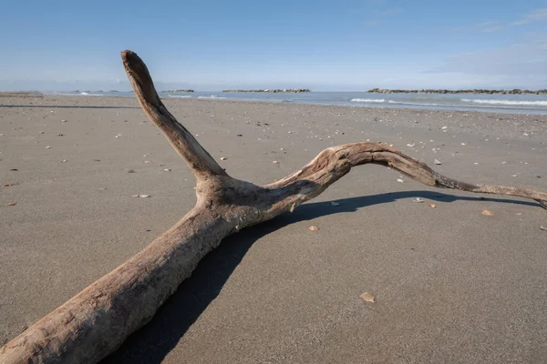 风暴过后带着浮木在海滩上的海景 — 图库照片