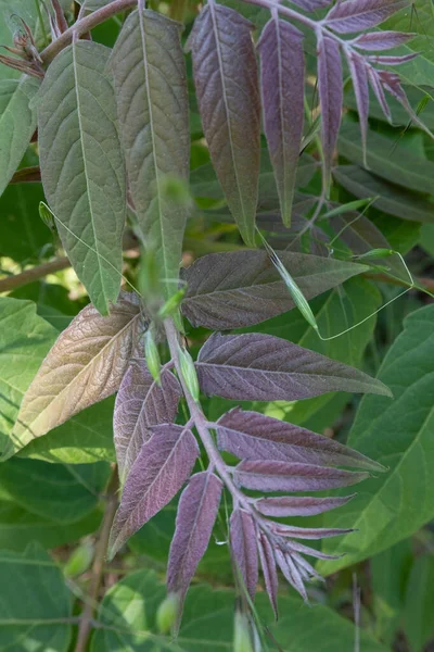 Daun Baru Lahir Dari Ailanthus Altissima Pohon Surga — Stok Foto